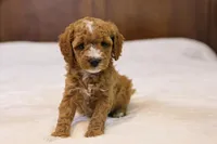 Honey, a female Miniature Goldendoodle for sale in Geneva, IN – Photo 2 of 8