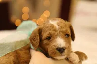 Honey, a female Miniature Goldendoodle for sale in Geneva, IN – Photo 8 of 8