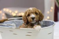 Honey, a female Miniature Goldendoodle for sale in Geneva, IN – Photo 3 of 8