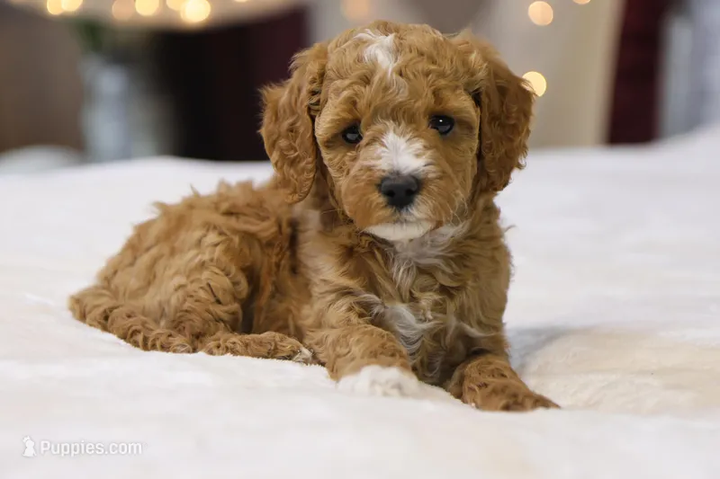 Honey, a female Miniature Goldendoodle for sale in Geneva, IN – Photo 1 of 8