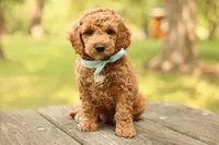 Teddy, a male Miniature Goldendoodle for sale in Geneva, IN – 1 of 4