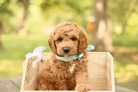 Teddy, a male Miniature Goldendoodle for sale in Geneva, IN – 3 of 4