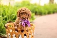 Birdie, a male Miniature Goldendoodle for sale in Geneva, IN – 4 of 4