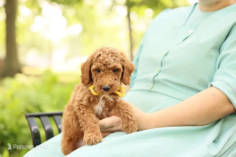 Coleman – Miniature Goldendoodle puppy for sale in Geneva, IN