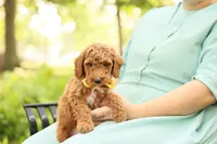 Coleman, a male Miniature Goldendoodle for sale in Geneva, IN – 1 of 5