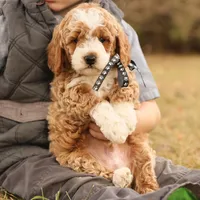 Hunter, a male Miniature Goldendoodle for sale in Geneva, IN – Photo 4 of 9