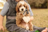Hunter, a male Miniature Goldendoodle for sale in Geneva, IN – Photo 4 of 9