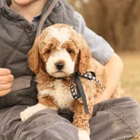 Hunter, a male Miniature Goldendoodle for sale in Geneva, IN – Photo 2 of 9