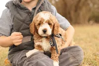 Hunter, a male Miniature Goldendoodle for sale in Geneva, IN – Photo 2 of 9