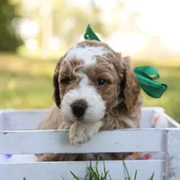 Hunter, a male Miniature Goldendoodle for sale in Geneva, IN – Photo 7 of 9