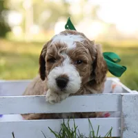 Hunter, a male Miniature Goldendoodle for sale in Geneva, IN – Photo 8 of 9