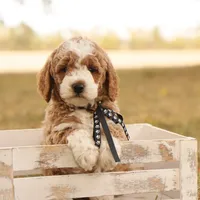 Hunter, a male Miniature Goldendoodle for sale in Geneva, IN – Photo 5 of 9
