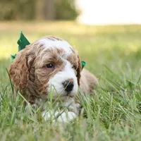 Hunter, a male Miniature Goldendoodle for sale in Geneva, IN – Photo 9 of 9