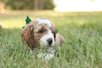 Hunter, a male Miniature Goldendoodle for sale in Geneva, IN – Photo 9 of 9