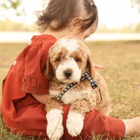 Hunter, a male Miniature Goldendoodle for sale in Geneva, IN – Photo 3 of 9