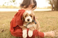 Hunter, a male Miniature Goldendoodle for sale in Geneva, IN – Photo 3 of 9