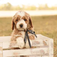 Hunter, a male Miniature Goldendoodle for sale in Geneva, IN – Photo 1 of 9