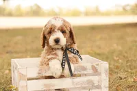 Hunter, a male Miniature Goldendoodle for sale in Geneva, IN – Photo 1 of 9