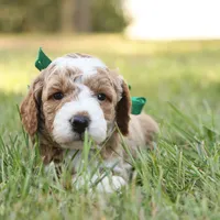 Hunter, a male Miniature Goldendoodle for sale in Geneva, IN – Photo 6 of 9