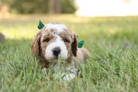 Hunter, a male Miniature Goldendoodle for sale in Geneva, IN – Photo 6 of 9