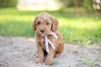 Tucker, a male Goldendoodle for sale in Geneva, IN – 4 of 4