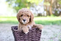 Robin, a male Goldendoodle for sale in Geneva, IN – 4 of 5
