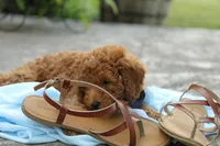 Reed, a male Miniature Goldendoodle for sale in Geneva, IN – Photo 3 of 10