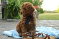 Reed, a male Miniature Goldendoodle for sale in Geneva, IN – Photo 4 of 10