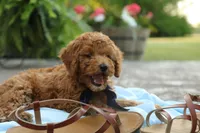 Reed, a male Miniature Goldendoodle for sale in Geneva, IN – Photo 2 of 10