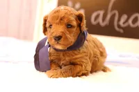 Reed, a male Miniature Goldendoodle for sale in Geneva, IN – Photo 5 of 10