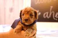 Reed, a male Miniature Goldendoodle for sale in Geneva, IN – Photo 6 of 10