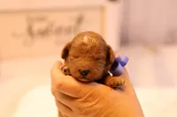 Reed, a male Miniature Goldendoodle for sale in Geneva, IN – Photo 8 of 10