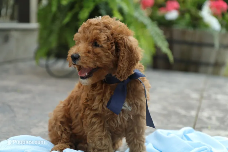 Reed, a male Miniature Goldendoodle for sale in Geneva, IN – Photo 1 of 10