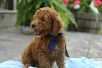 Reed, a male Miniature Goldendoodle for sale in Geneva, IN – Photo 1 of 10
