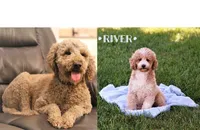 Reed, a male Miniature Goldendoodle for sale in Geneva, IN – Photo 10 of 10