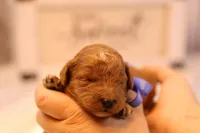 Reed, a male Miniature Goldendoodle for sale in Geneva, IN – Photo 9 of 10