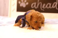Reed, a male Miniature Goldendoodle for sale in Geneva, IN – Photo 7 of 10