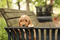 Barnaby, a male Miniature Goldendoodle for sale in Geneva, IN – 4 of 4