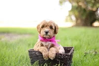 Cupcake, a female Goldendoodle for sale in Geneva, IN – 3 of 5