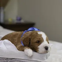 Hermey, a male Goldendoodle for sale in Geneva, IN – Photo 3 of 3