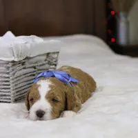 Hermey, a male Goldendoodle for sale in Geneva, IN – Photo 2 of 3