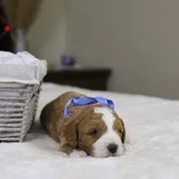 Hermey, a male Goldendoodle for sale in Geneva, IN – Photo 1 of 3