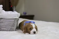 Hermey, a male Goldendoodle for sale in Geneva, IN – Photo 1 of 3