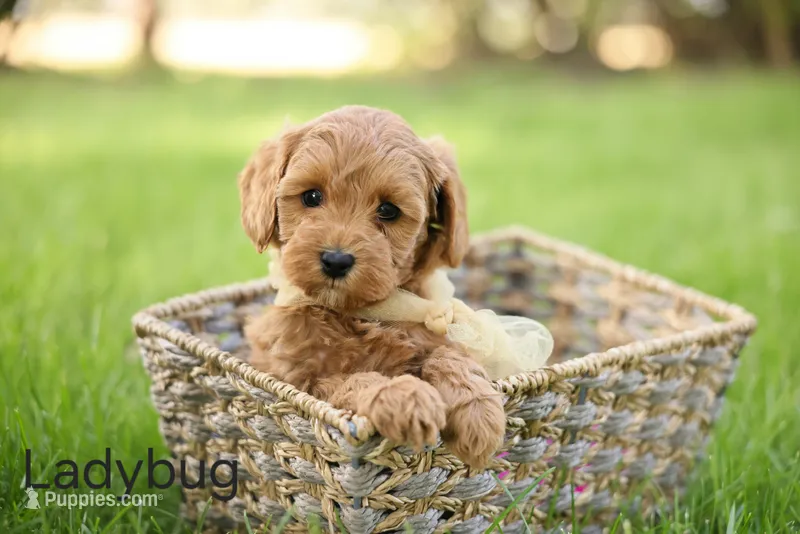 Ladybug – Goldendoodle puppy for sale in Geneva, IN