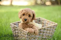 Ladybug, a female Goldendoodle for sale in Geneva, IN – 1 of 4