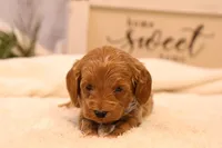 Troy, a male Goldendoodle for sale in Geneva, IN – Photo 4 of 10