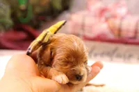 Troy, a male Goldendoodle for sale in Geneva, IN – Photo 5 of 10