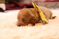 Troy, a male Goldendoodle for sale in Geneva, IN – Photo 7 of 10