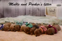 Troy, a male Goldendoodle for sale in Geneva, IN – Photo 10 of 10