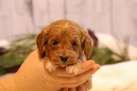 Troy, a male Goldendoodle for sale in Geneva, IN – Photo 3 of 10